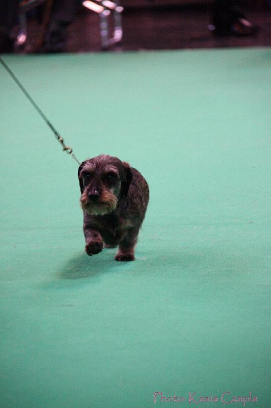 Crufts2011_2 1628.jpg